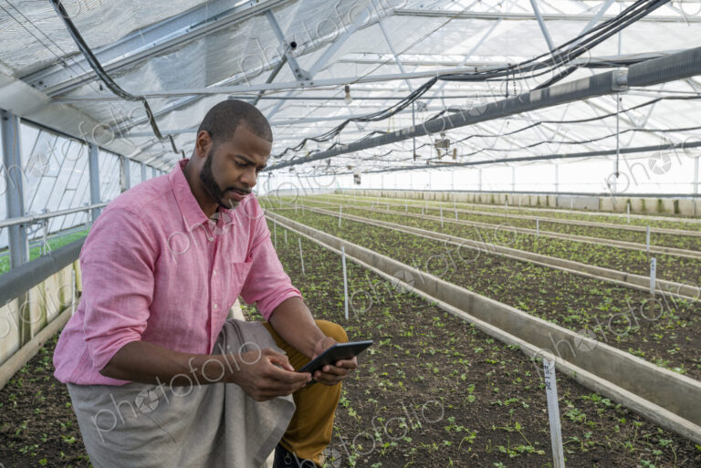 A commercial greenhouse in a plant nursery growing organic flowers. A man using a…