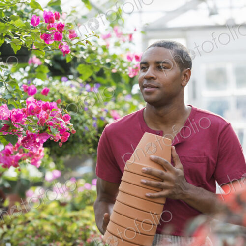 A commercial greenhouse in a plant nursery growing organic flowers. A man working,… A commercial greenhouse in a plant nursery growing organic flowers. A man working,…