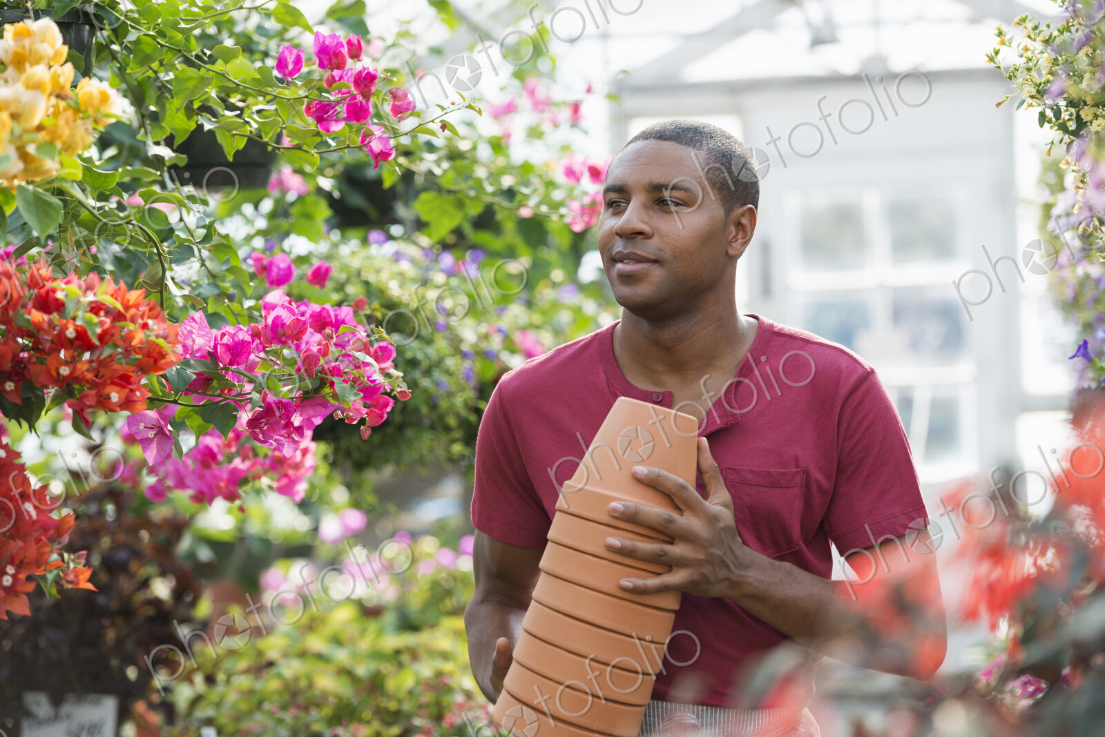A commercial greenhouse in a plant nursery growing organic flowers. A man working,…