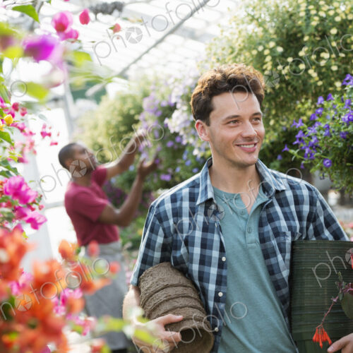 A commercial greenhouse in a plant nursery growing organic flowers. A man working,… A commercial greenhouse in a plant nursery growing organic flowers. A man working,…