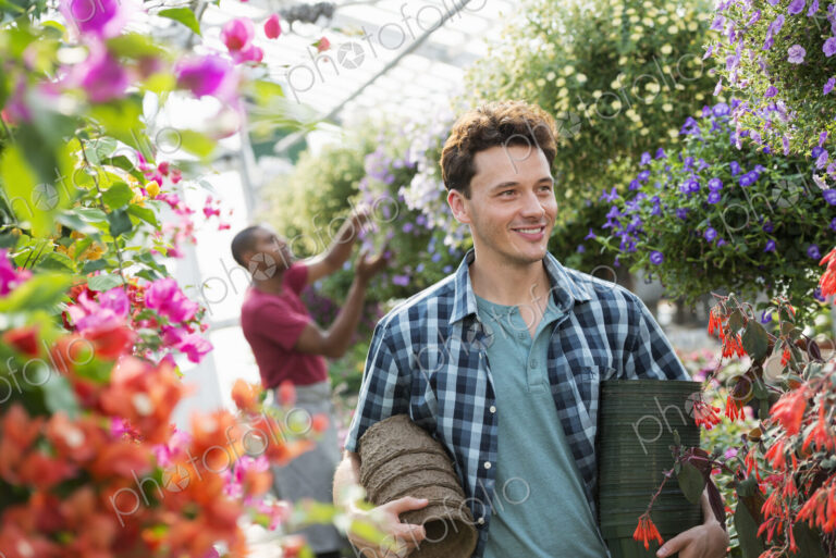 A commercial greenhouse in a plant nursery growing organic flowers. A man working,…
