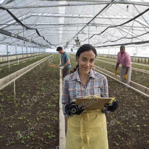 A commercial greenhouse in a plant nursery growing organic flowers. A woman using a… A commercial greenhouse in a plant nursery growing organic flowers. A woman using a…