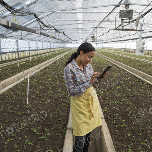 A commercial greenhouse in a plant nursery growing organic flowers. A woman using a… A commercial greenhouse in a plant nursery growing organic flowers. A woman using a…