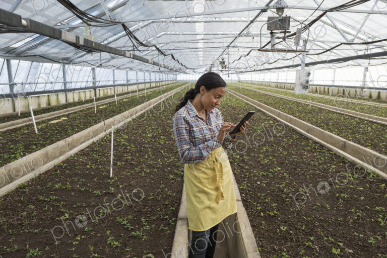 A commercial greenhouse in a plant nursery growing organic flowers. A woman using a…