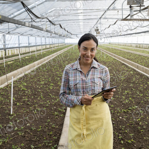 A commercial greenhouse in a plant nursery growing organic flowers. A woman using a… A commercial greenhouse in a plant nursery growing organic flowers. A woman using a…