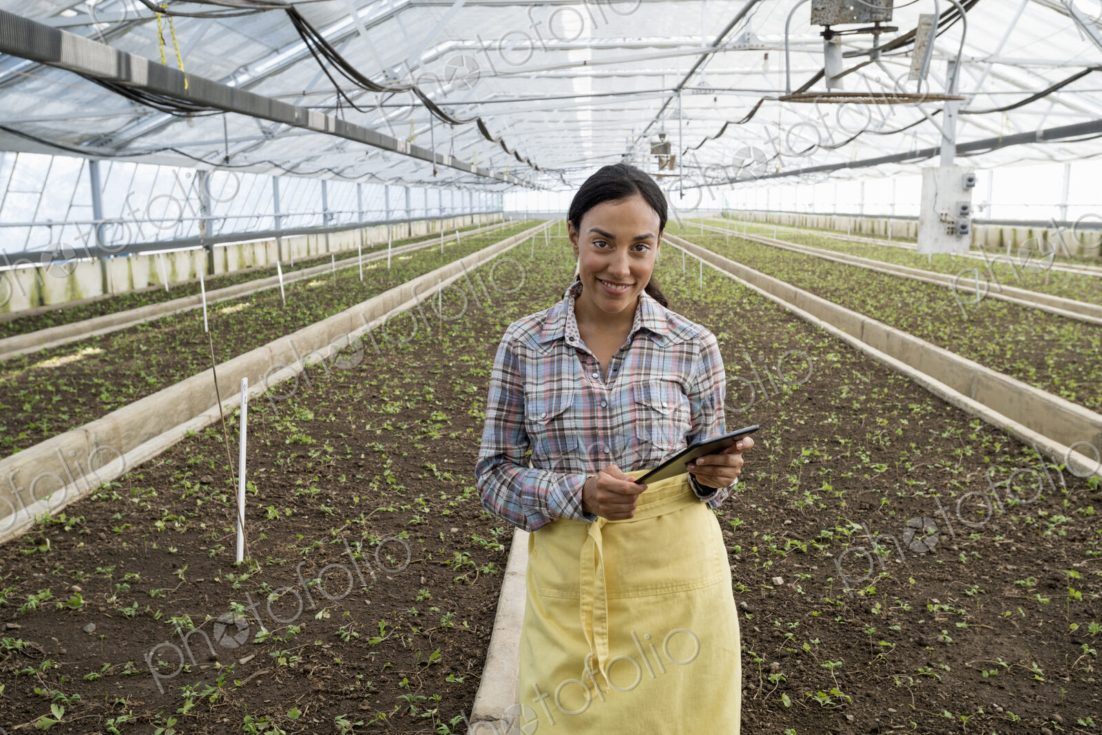 A commercial greenhouse in a plant nursery growing organic flowers. A woman using a…
