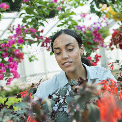 A commercial greenhouse in a plant nursery growing organic flowers. A woman working,… A commercial greenhouse in a plant nursery growing organic flowers. A woman working,…