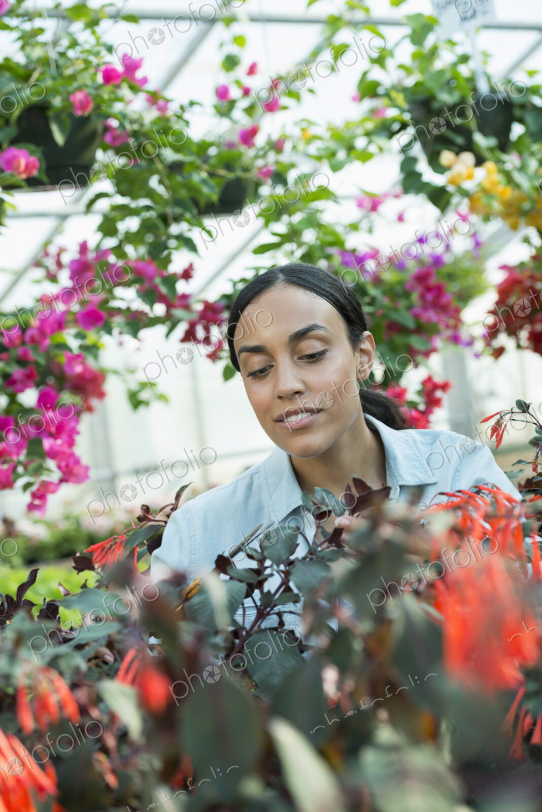 A commercial greenhouse in a plant nursery growing organic flowers. A woman working,…