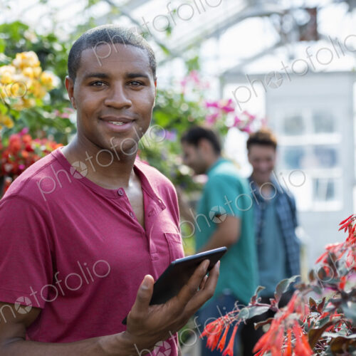 A commercial greenhouse in a plant nursery growing organic flowers. Man working, using…