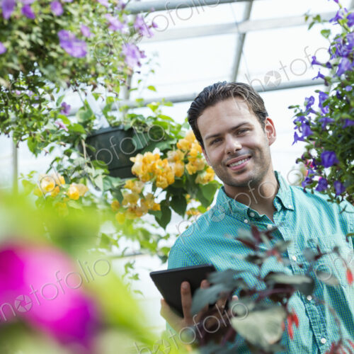 A commercial greenhouse in a plant nursery growing organic flowers. Man working, using… A commercial greenhouse in a plant nursery growing organic flowers. Man working, using…