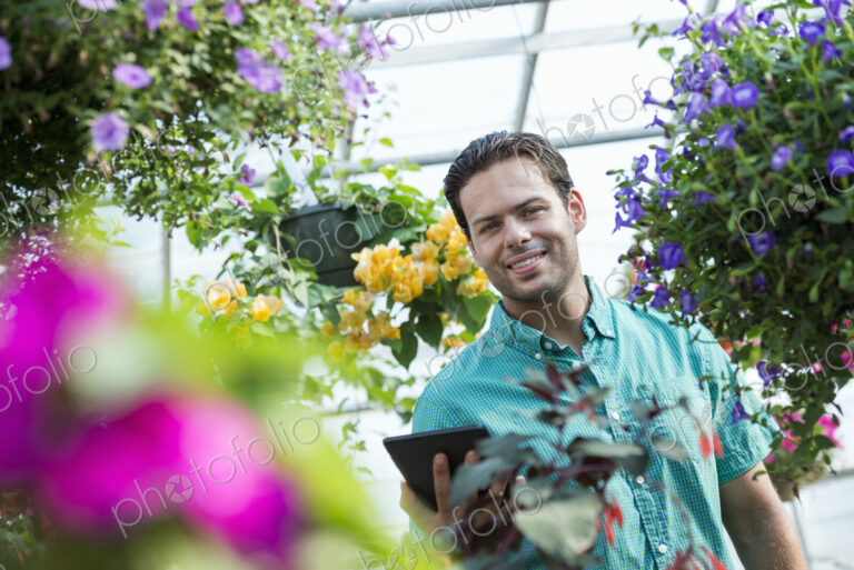 A commercial greenhouse in a plant nursery growing organic flowers. Man working, using…