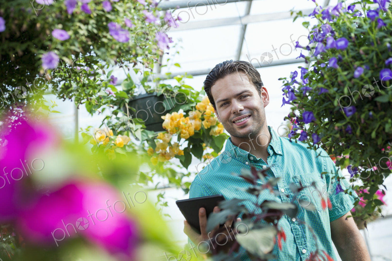 A commercial greenhouse in a plant nursery growing organic flowers. Man working, using…