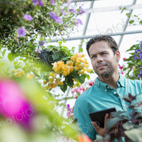 A commercial greenhouse in a plant nursery growing organic flowers. Man working, using… A commercial greenhouse in a plant nursery growing organic flowers. Man working, using…