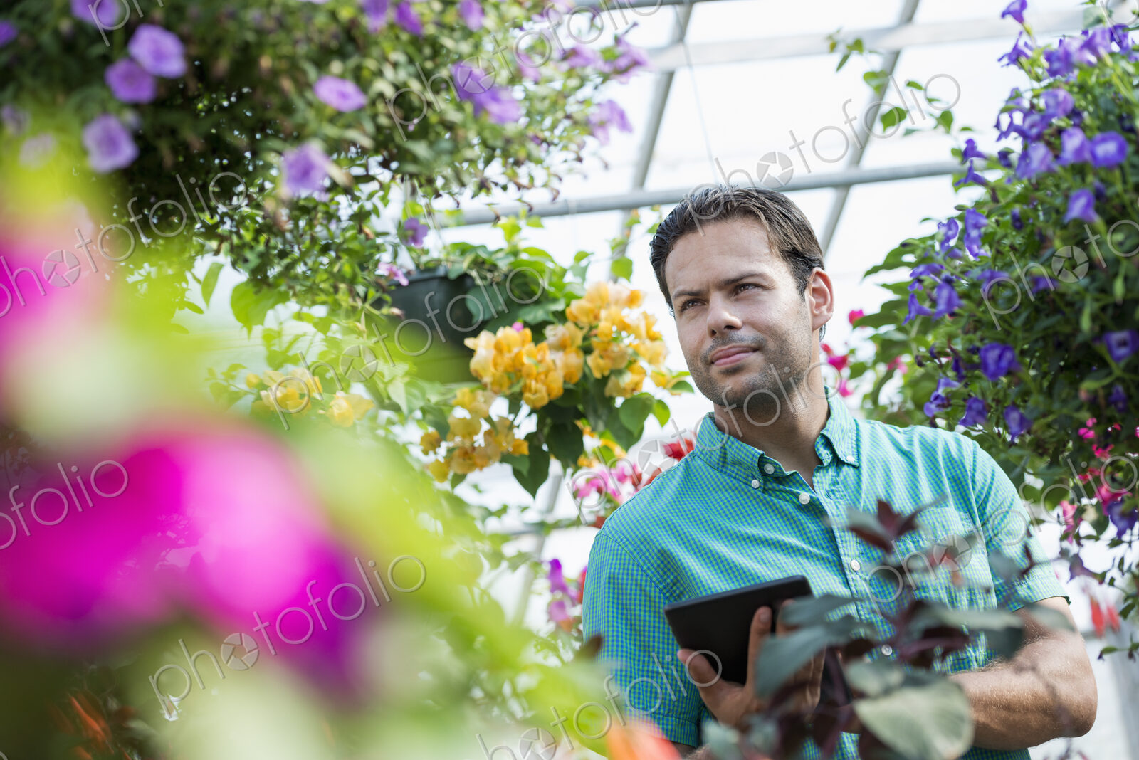 A commercial greenhouse in a plant nursery growing organic flowers. Man working, using…