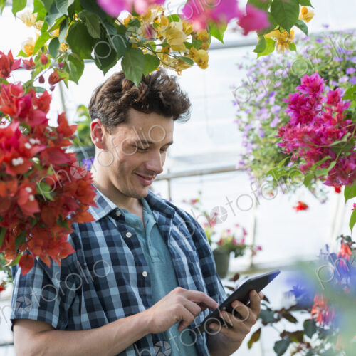 A commercial greenhouse in a plant nursery growing organic flowers. Man working, using… A commercial greenhouse in a plant nursery growing organic flowers. Man working, using…