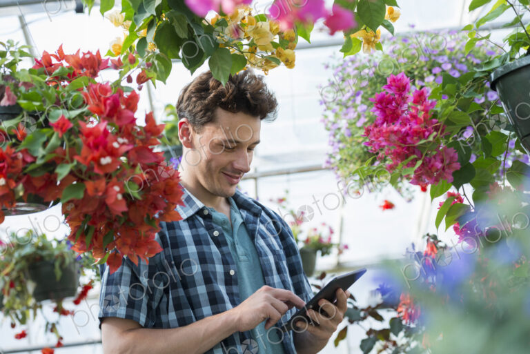 A commercial greenhouse in a plant nursery growing organic flowers. Man working, using…