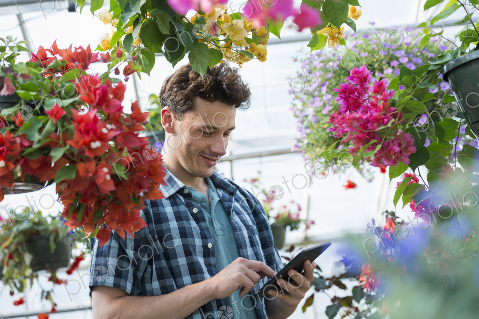 A commercial greenhouse in a plant nursery growing organic flowers. Man working, using…
