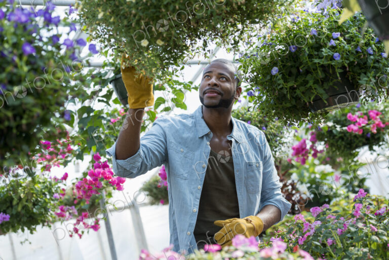 A commercial greenhouse in a plant nursery growing organic flowers. Man working,…