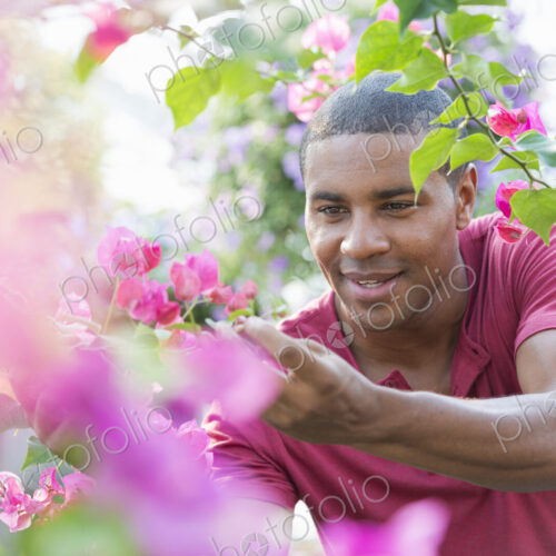 A commercial greenhouse in a plant nursery growing organic flowers. Man working,… A commercial greenhouse in a plant nursery growing organic flowers. Man working,…