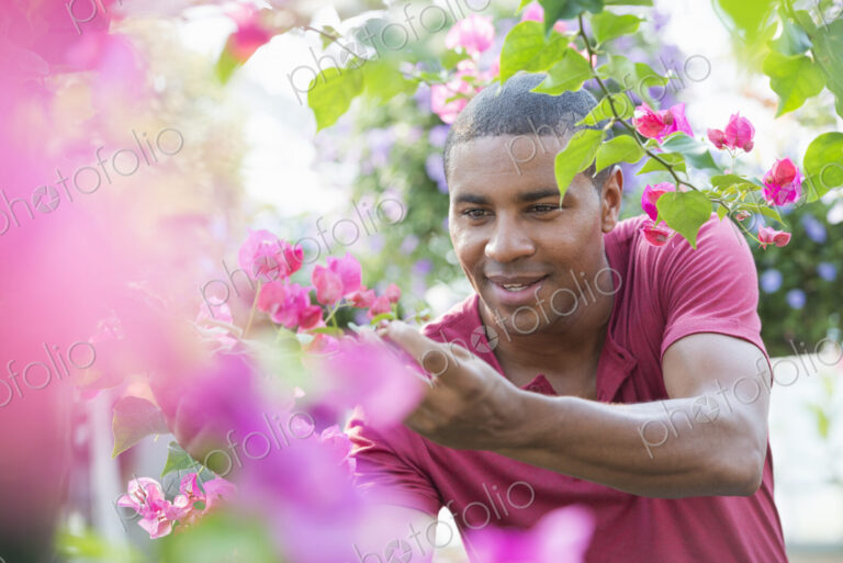 A commercial greenhouse in a plant nursery growing organic flowers. Man working,…
