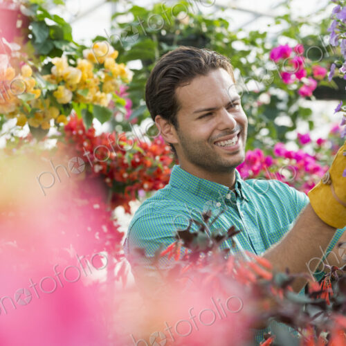 A commercial greenhouse in a plant nursery growing organic flowers. Man working,… A commercial greenhouse in a plant nursery growing organic flowers. Man working,…