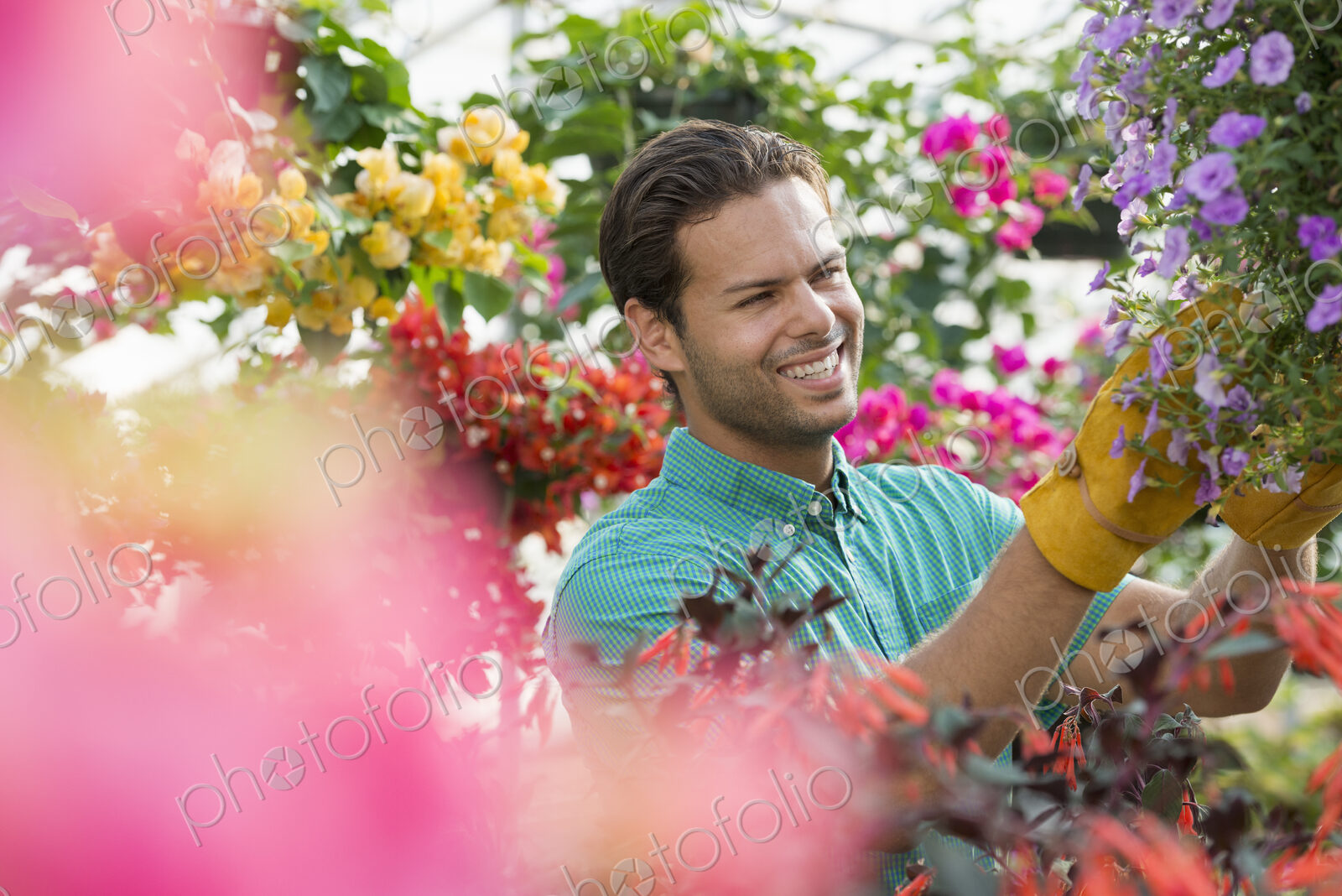 A commercial greenhouse in a plant nursery growing organic flowers. Man working,…