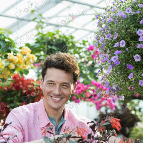 A commercial greenhouse in a plant nursery growing organic flowers. Man working,… A commercial greenhouse in a plant nursery growing organic flowers. Man working,…