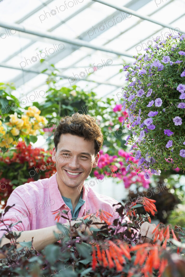 A commercial greenhouse in a plant nursery growing organic flowers. Man working,…