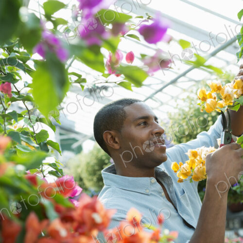 A commercial greenhouse in a plant nursery growing organic flowers. Man working,… A commercial greenhouse in a plant nursery growing organic flowers. Man working,…