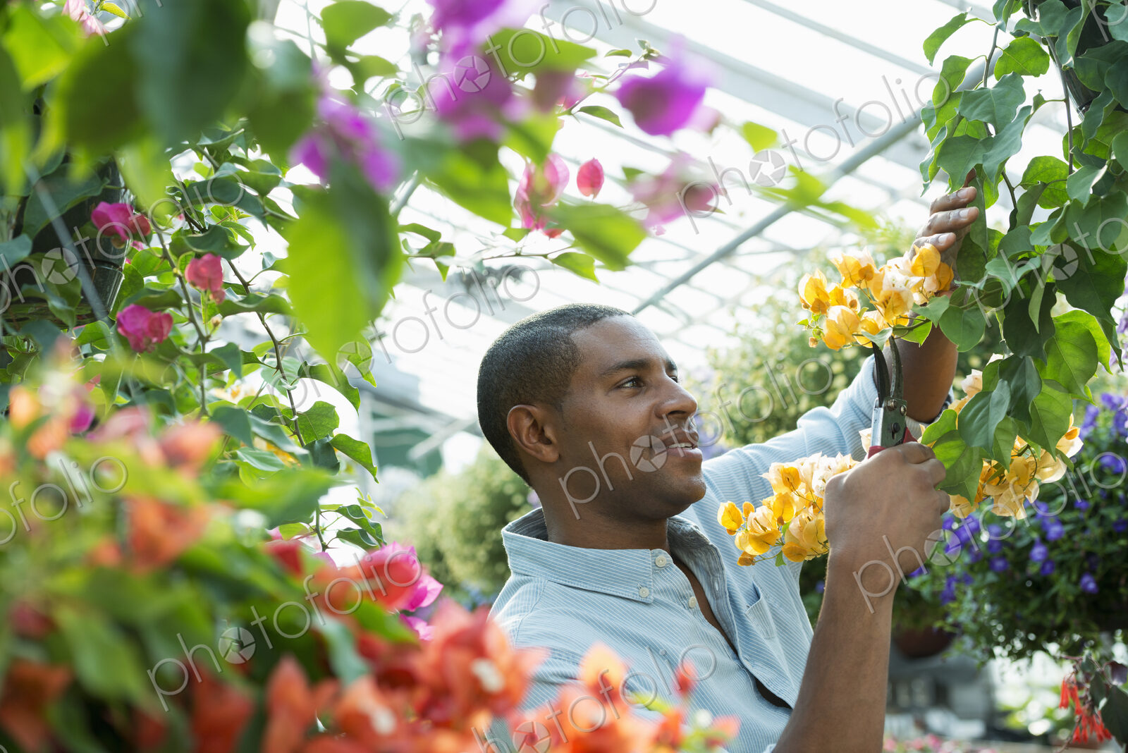 A commercial greenhouse in a plant nursery growing organic flowers. Man working,…