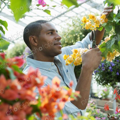 A commercial greenhouse in a plant nursery growing organic flowers. Man working,… A commercial greenhouse in a plant nursery growing organic flowers. Man working,…