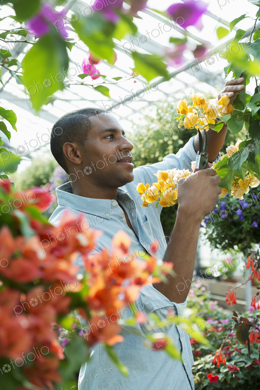 A commercial greenhouse in a plant nursery growing organic flowers. Man working,…