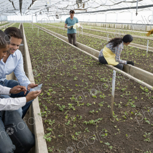A commercial greenhouse in a plant nursery growing organic flowers. Two men using a… A commercial greenhouse in a plant nursery growing organic flowers. Two men using a…