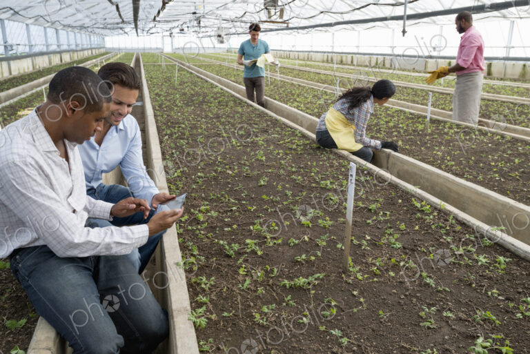 A commercial greenhouse in a plant nursery growing organic flowers. Two men using a…