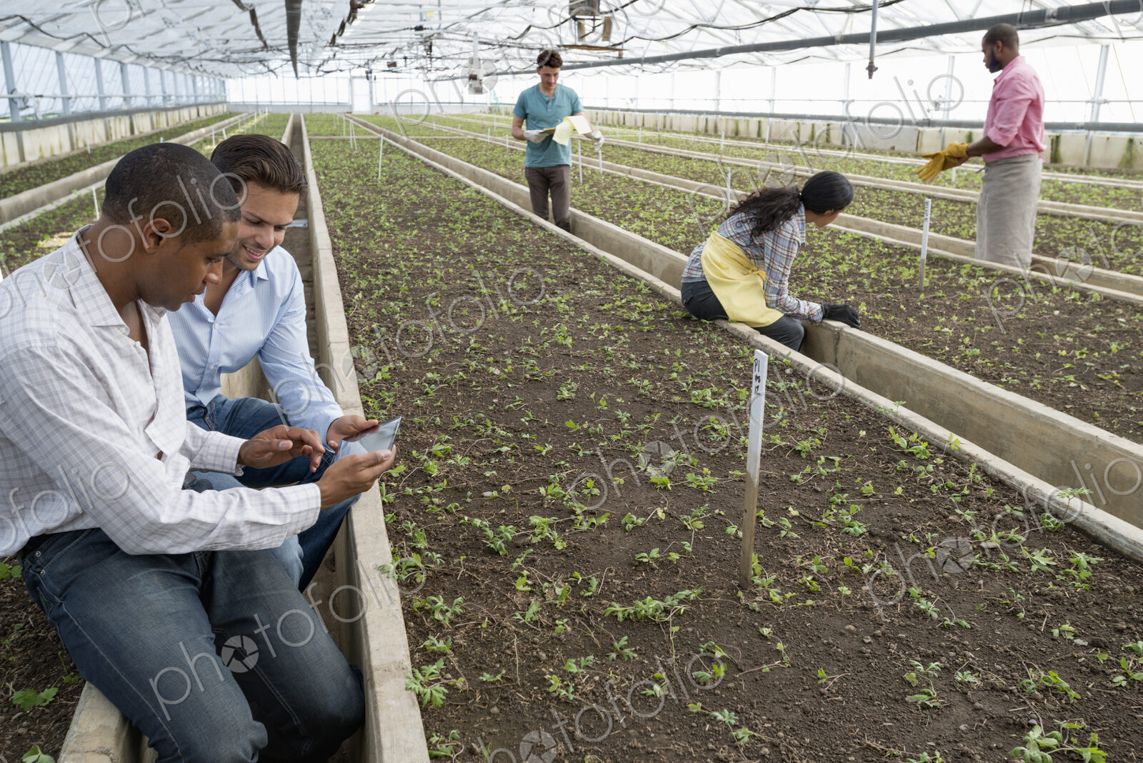 A commercial greenhouse in a plant nursery growing organic flowers. Two men using a…
