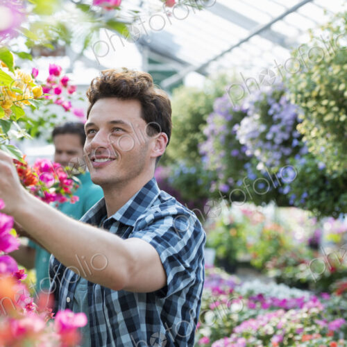 A commercial greenhouse in a plant nursery growing organic flowers. Two men working,… A commercial greenhouse in a plant nursery growing organic flowers. Two men working,…