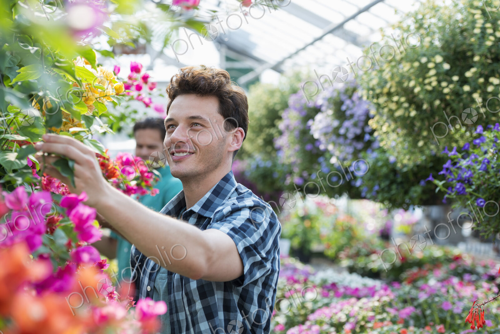 A commercial greenhouse in a plant nursery growing organic flowers. Two men working,…