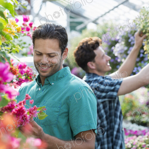 A commercial greenhouse in a plant nursery growing organic flowers. Two men working,… A commercial greenhouse in a plant nursery growing organic flowers. Two men working,…
