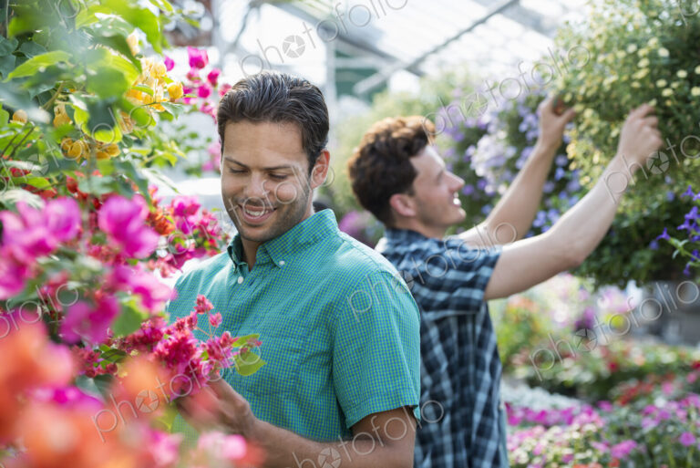 A commercial greenhouse in a plant nursery growing organic flowers. Two men working,…