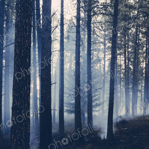 A controlled forest burn, a deliberate fire set to create a healthier and more…