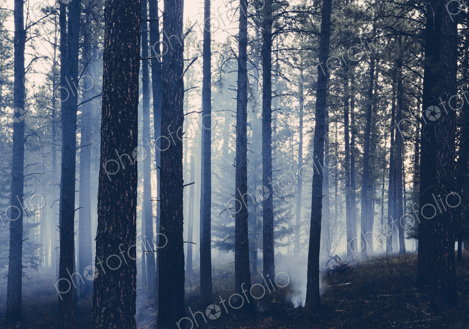A controlled forest burn, a deliberate fire set to create a healthier and more…