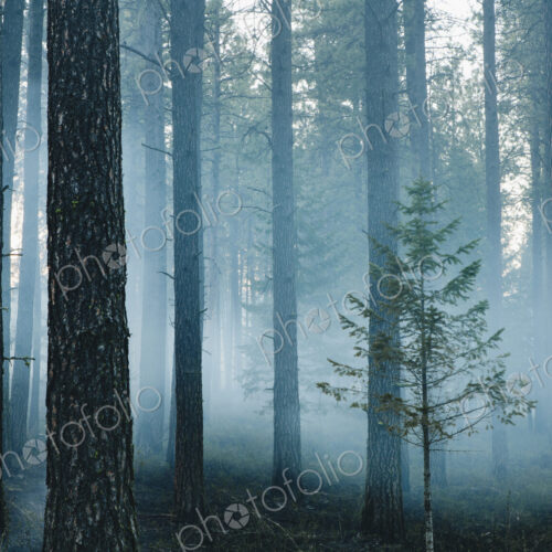 A controlled forest burn, a deliberate fire set to create a healthier and more…