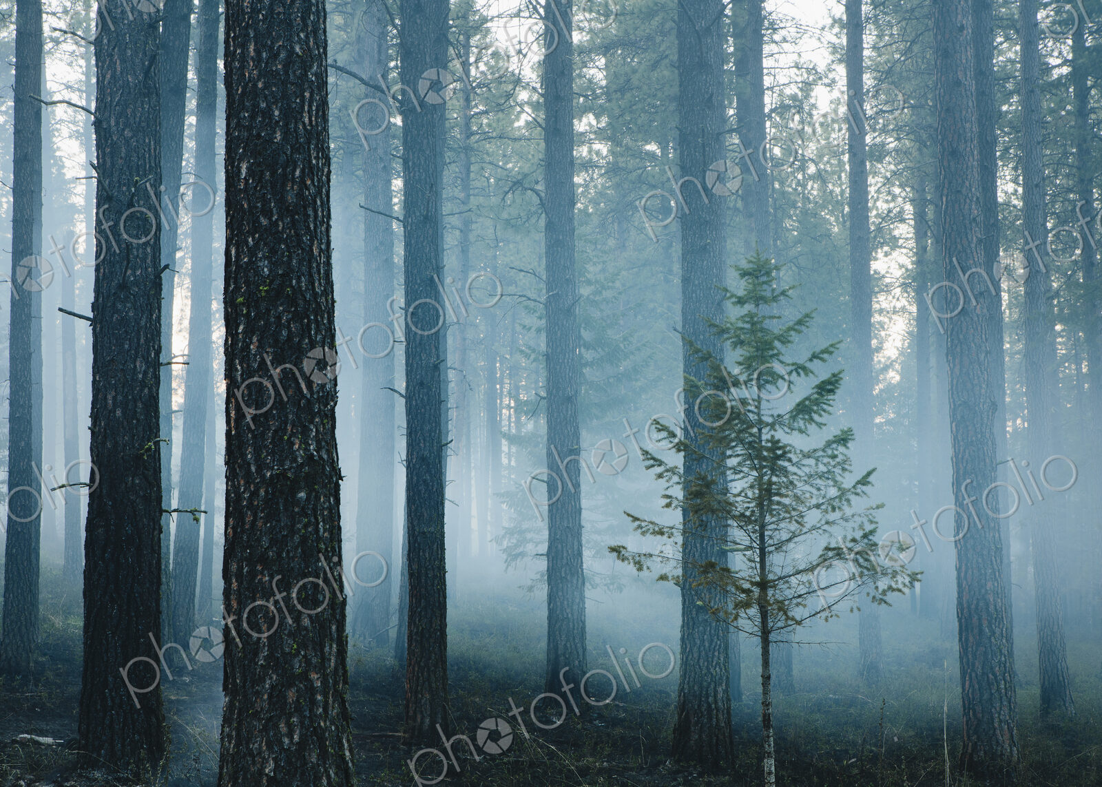A controlled forest burn, a deliberate fire set to create a healthier and more…