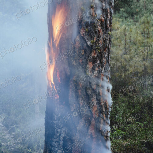 A controlled forest burn, a deliberate fire set to create a healthier and more…