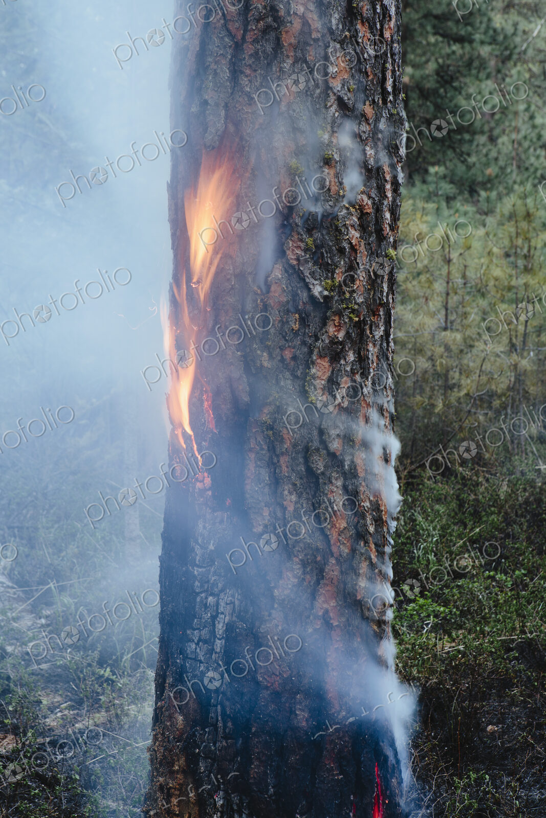 A controlled forest burn, a deliberate fire set to create a healthier and more…