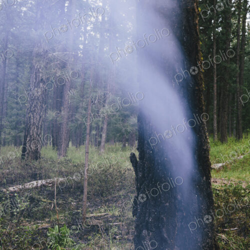 A controlled forest burn, a deliberate fire set to create a healthier and more…