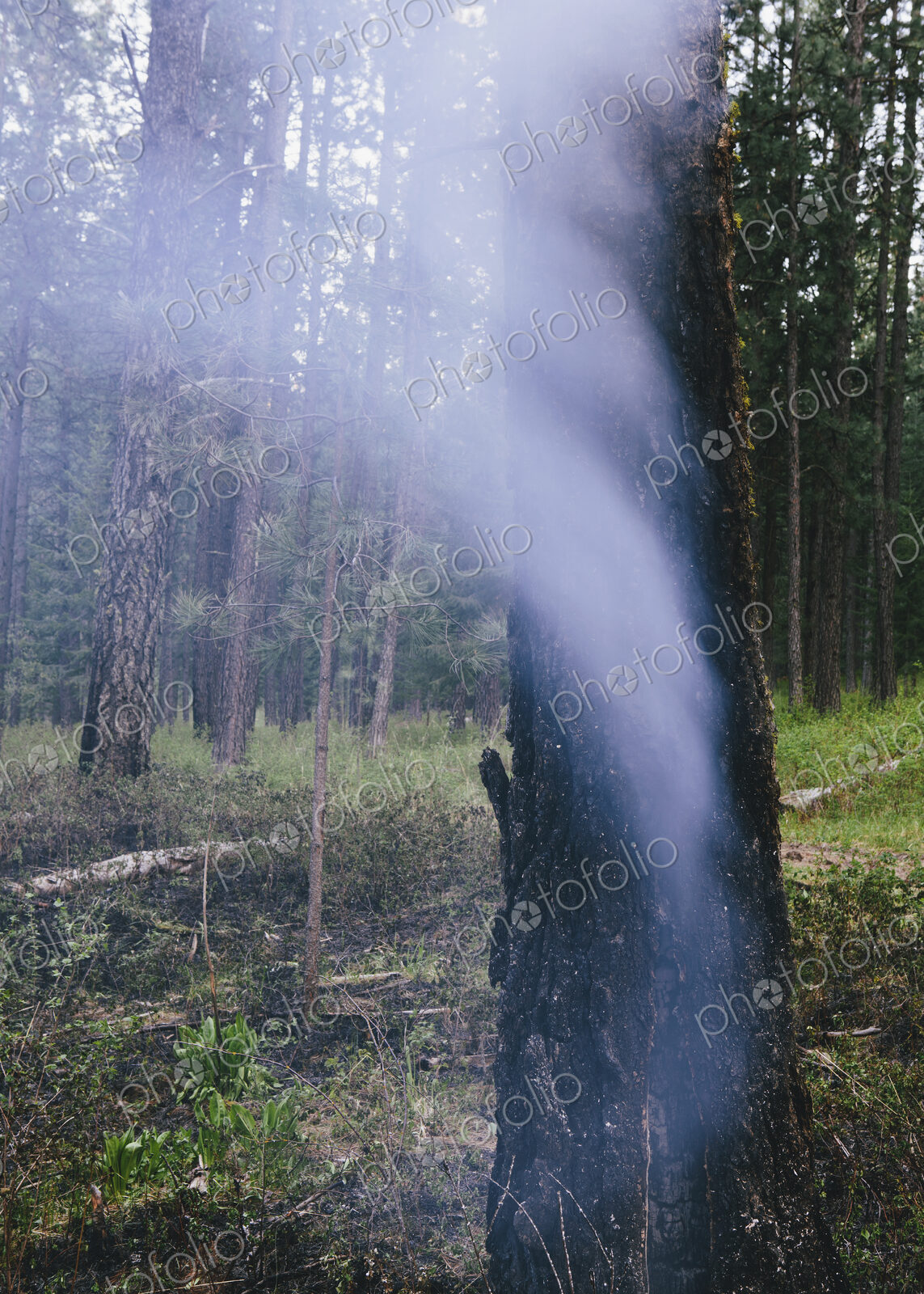 A controlled forest burn, a deliberate fire set to create a healthier and more…