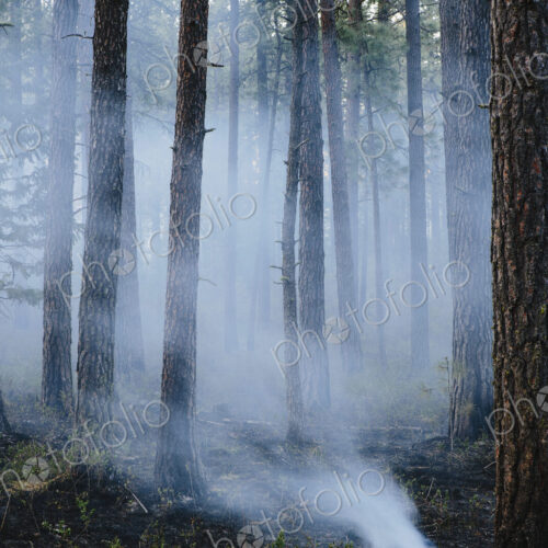 A controlled forest burn, a deliberate fire set to create a healthier and more…