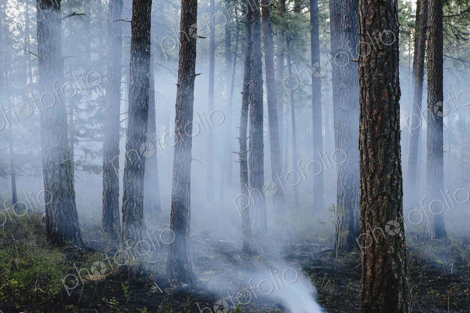 A controlled forest burn, a deliberate fire set to create a healthier and more…