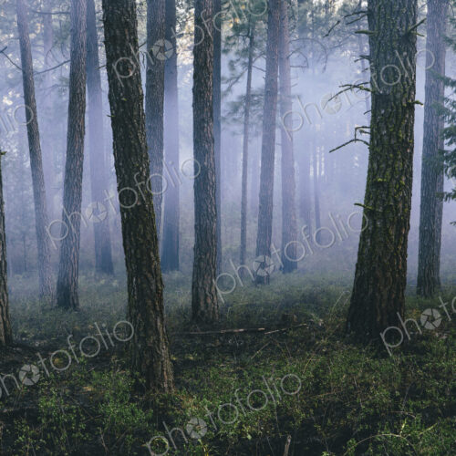 A controlled forest burn, a deliberate fire set to create a healthier and more…